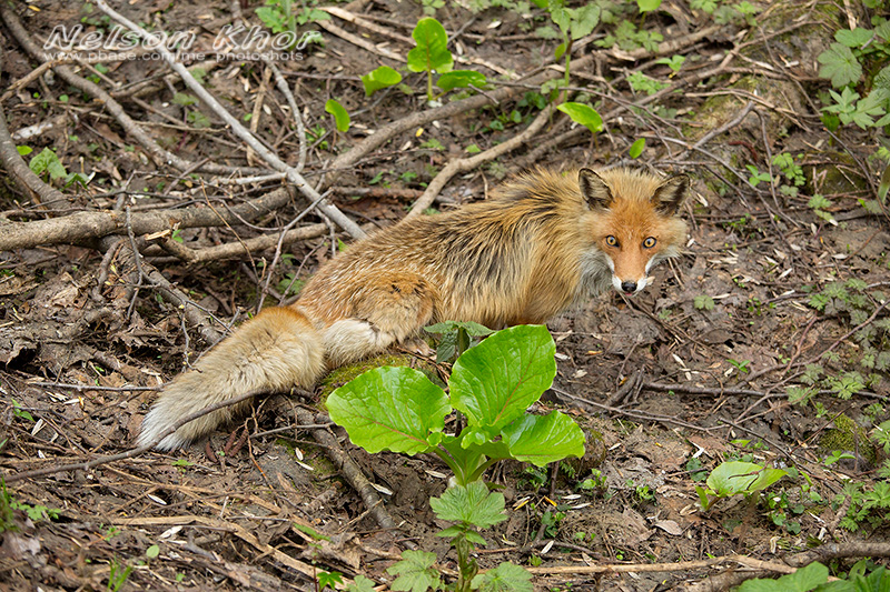 _KT_6010.jpg