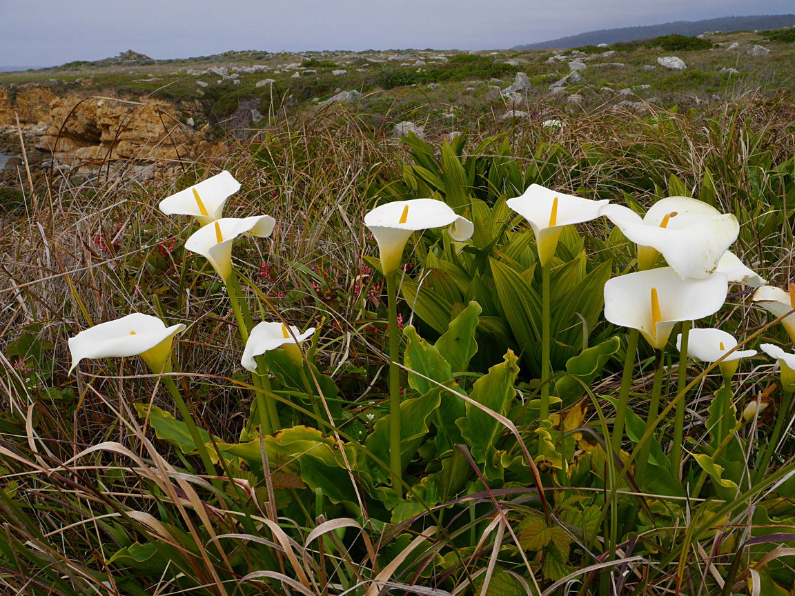 Easter Lilies at the Coast.jpg