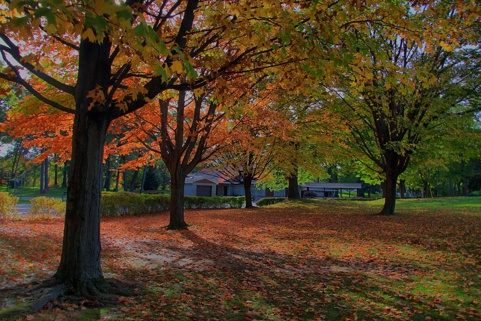 Autumn Scene at Cook Park<BR>October 9, 2013