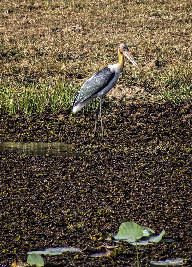 RSERVE NATURELLE DE YALA