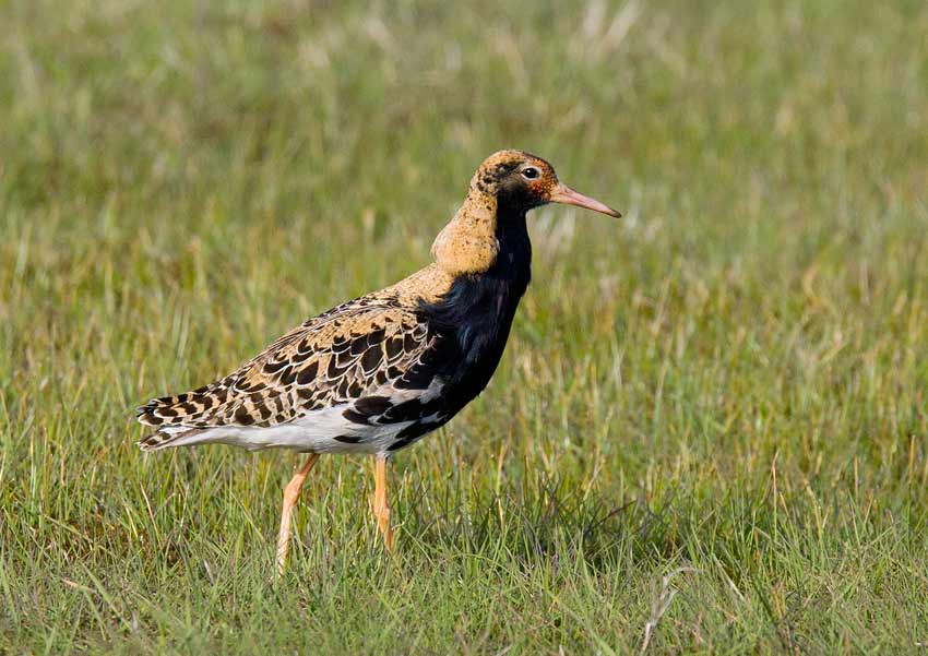Ruff (Philomachus pugnax)