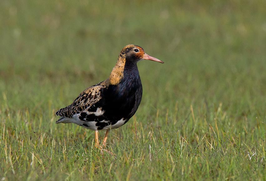 Ruff (Philomachus pugnax)