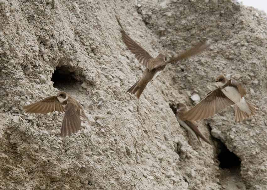Bank Swallow (Riparia riparia)