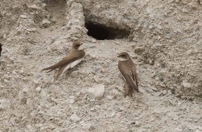 Bank Swallow (Riparia riparia)