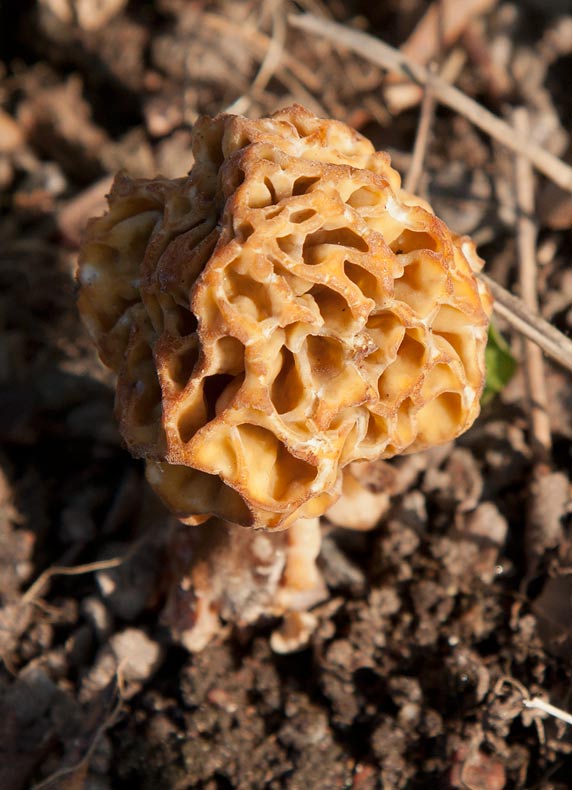 Rund toppmurkla (Morchella esculenta)