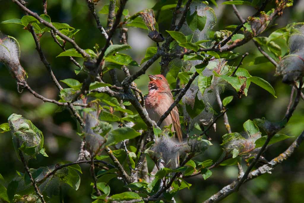 Common Rosefinch (Carpodacus erythrinus)