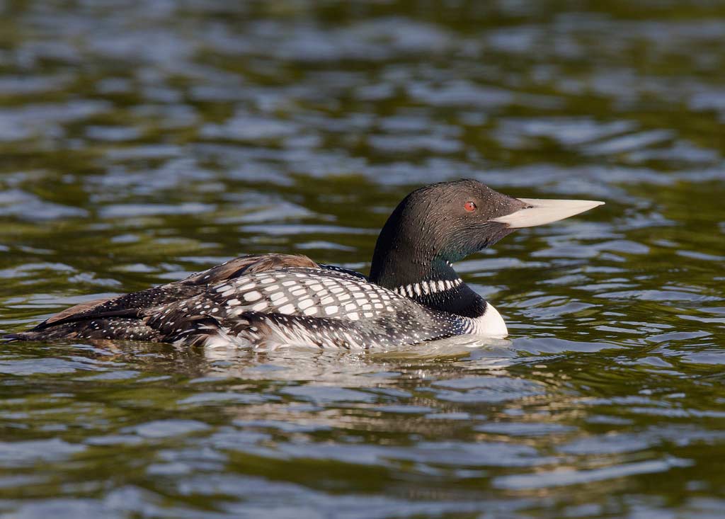 Yellow-billed Loon (Gavia adamsii)