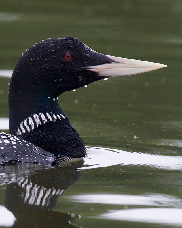 Yellow-billed Loon (Gavia adamsii)