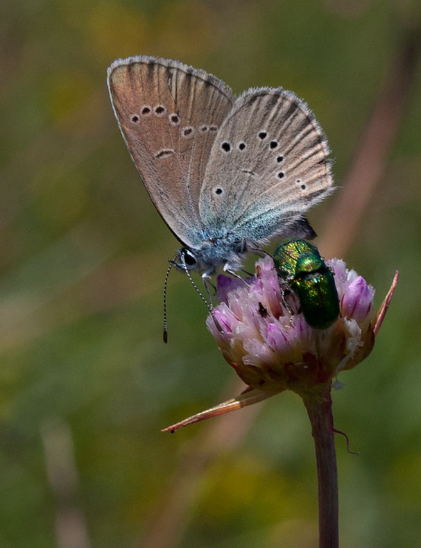 ngsblvinge (Polyommatus semiargus)