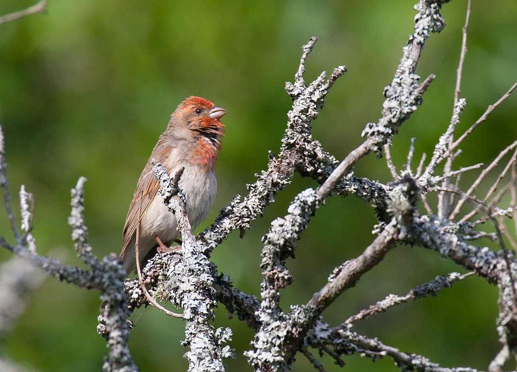 Common Rosefinch (Carpodacus erythrinus)