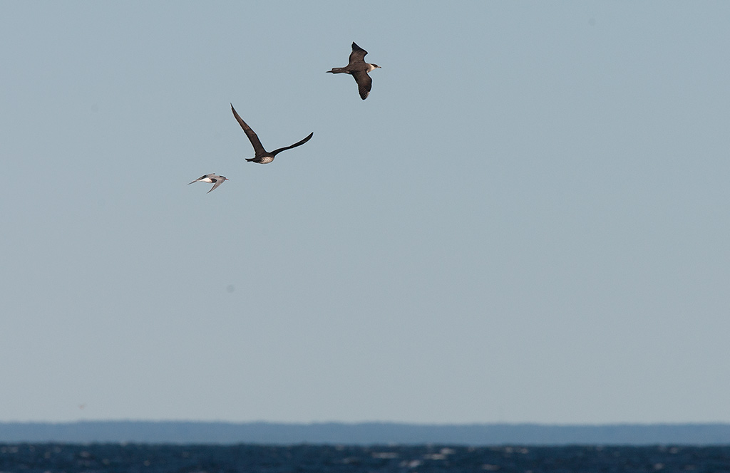 Parasitic Jaeger (Stercorarius parasiticus)