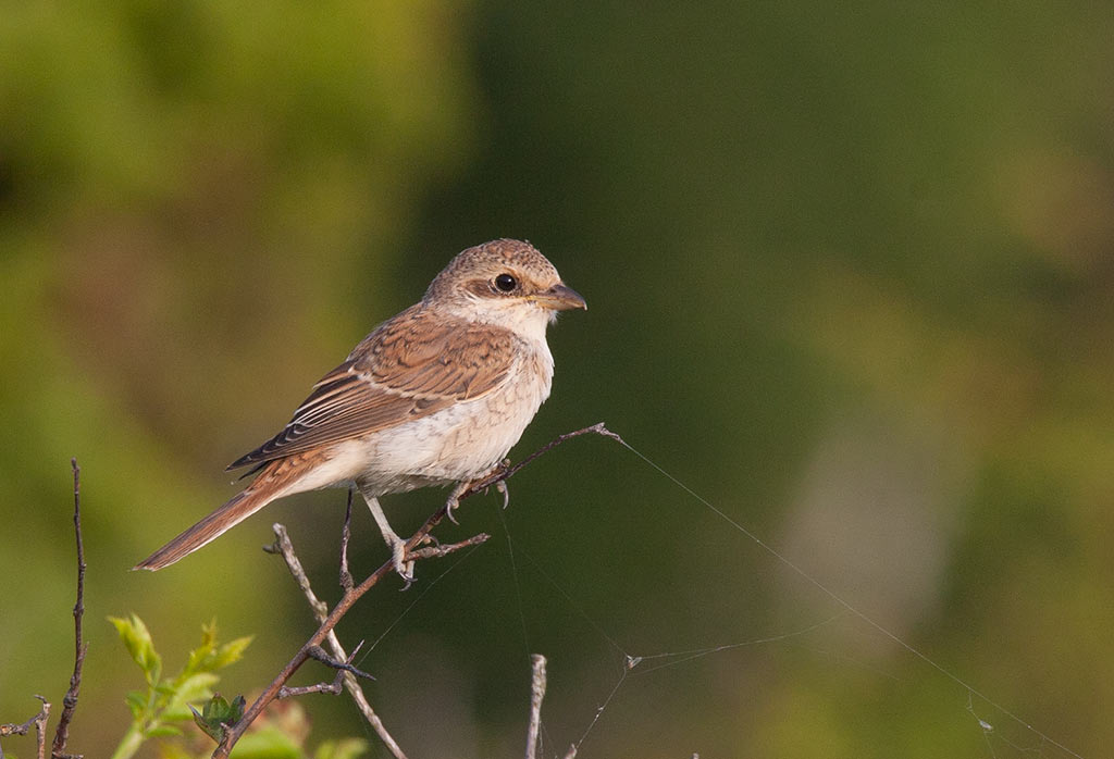 Red-backed Shrike (Lanius collurio)