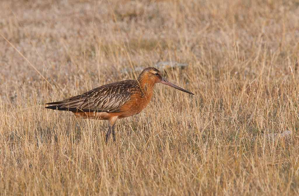 Bar-tailed Godwit (Limosa lapponica)