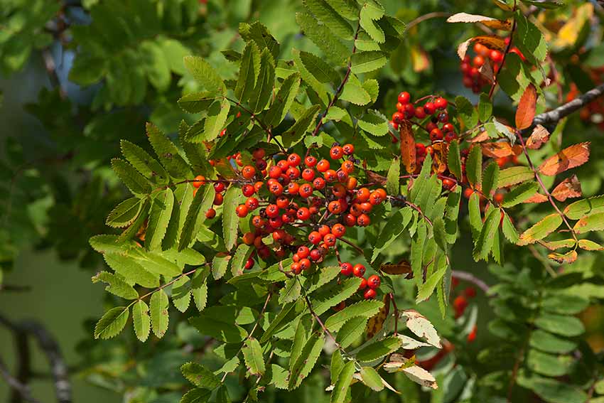 Rnn (Sorbus aucuparia)