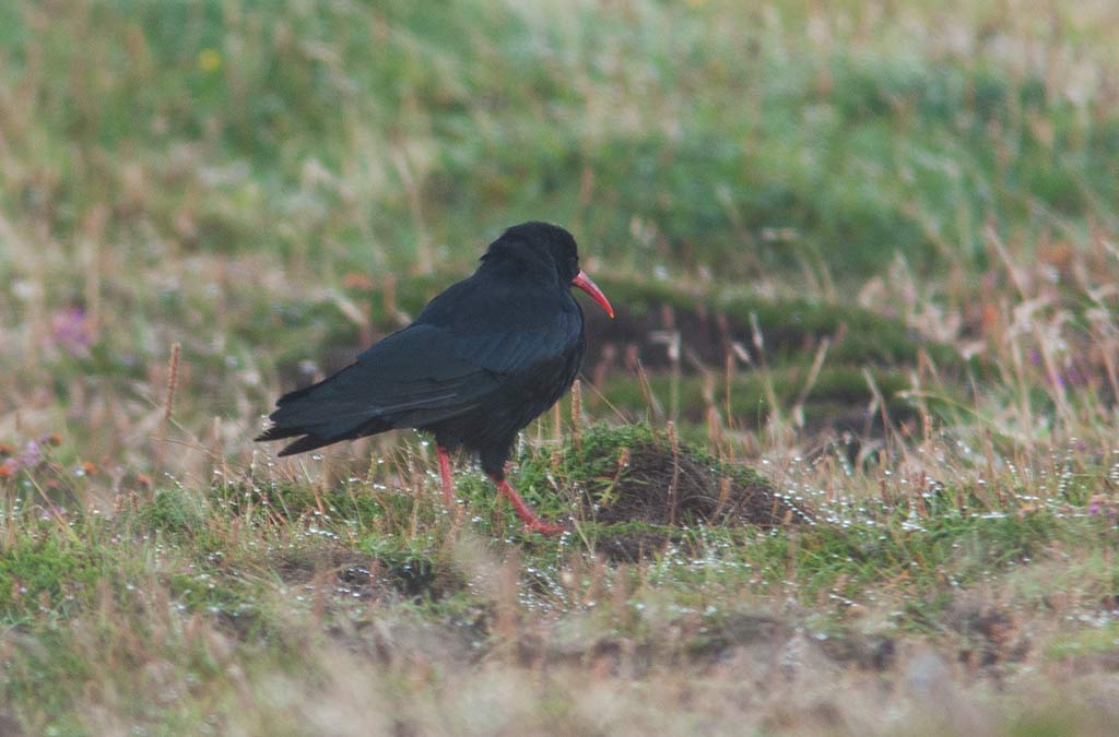 Red-billed Chough (Pyrrhocorax pyrrhocorax)