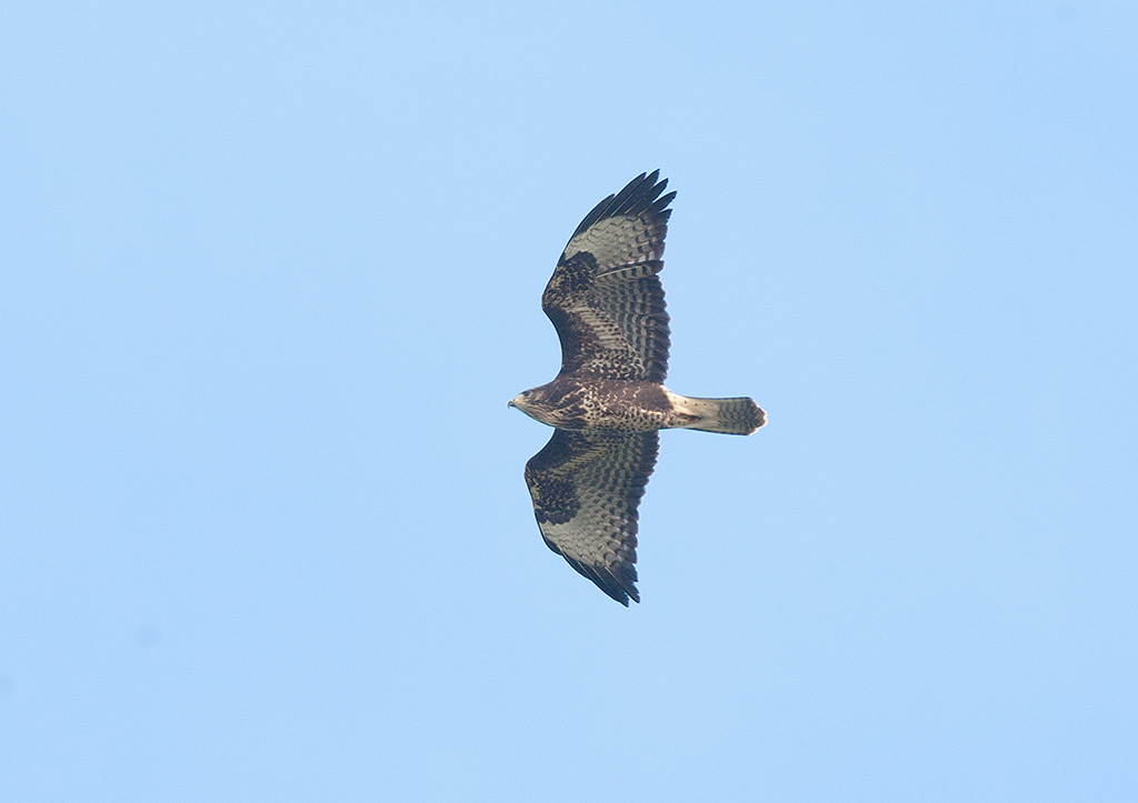 Common Buzzard (Buteo buteo)