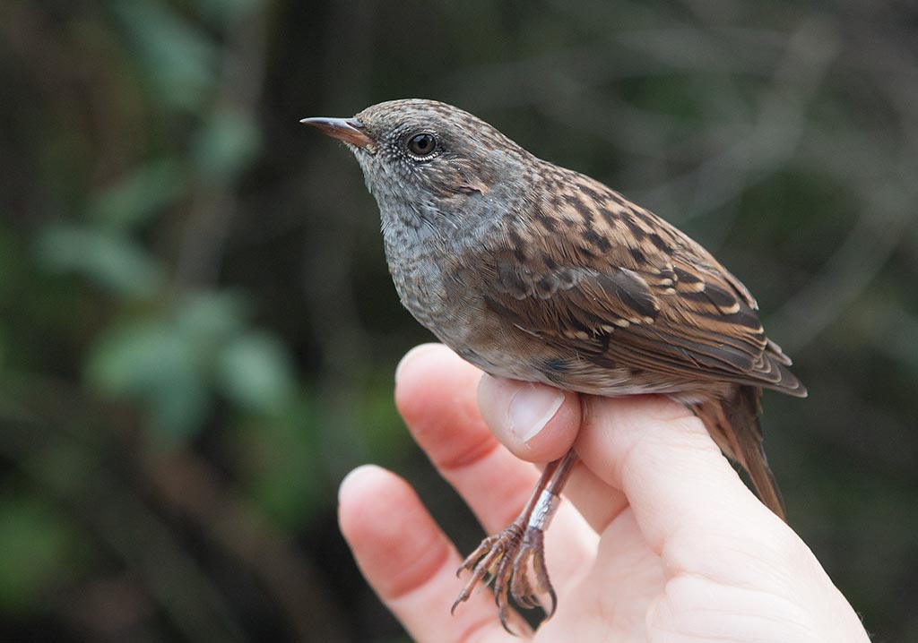 Dunnock (Prunella modularis)
