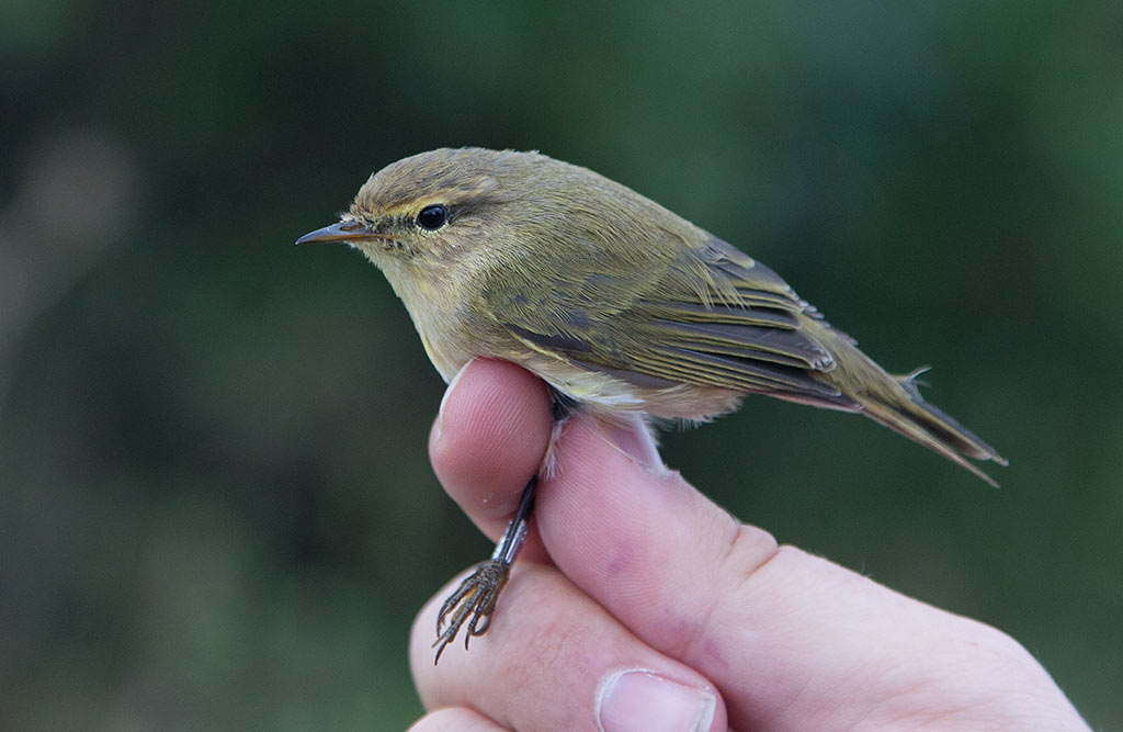 Common Chiffchaff (Phylloscopus collybita)