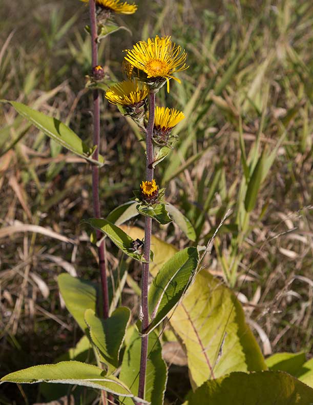 Fackelkrissla (Inula racemosa)