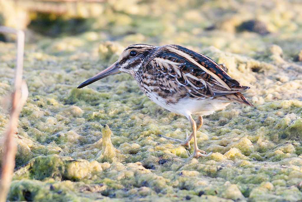 Jack Snipe (Lymnocryptes minimus)