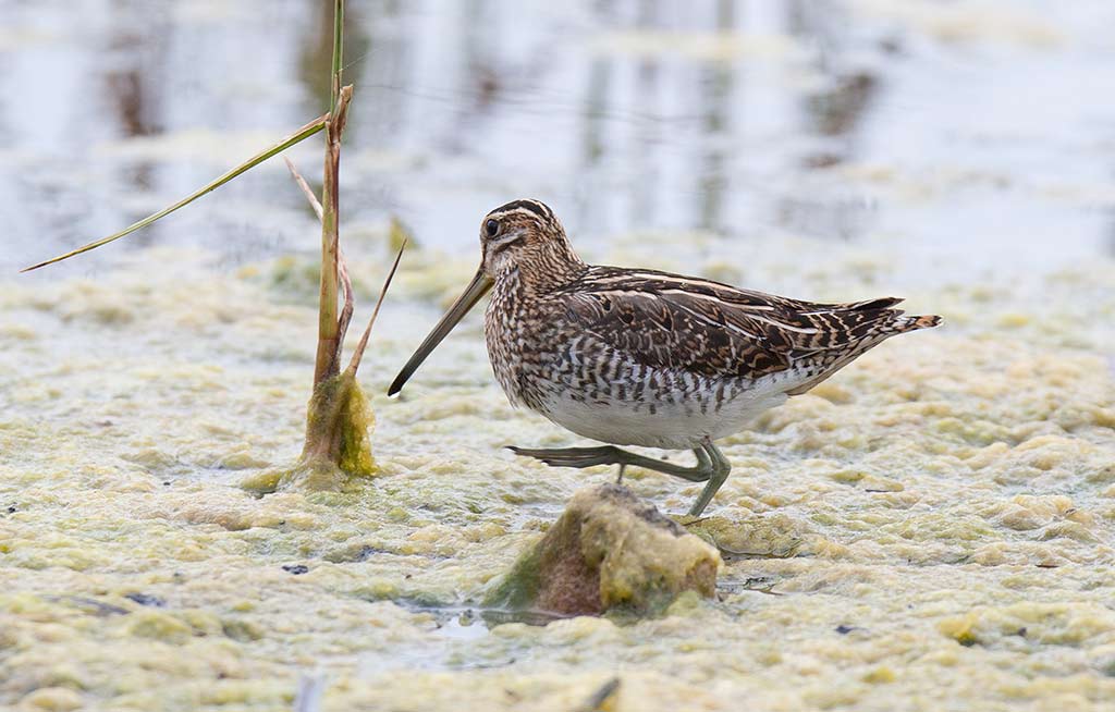 Common Snipe (Gallinago gallinago)