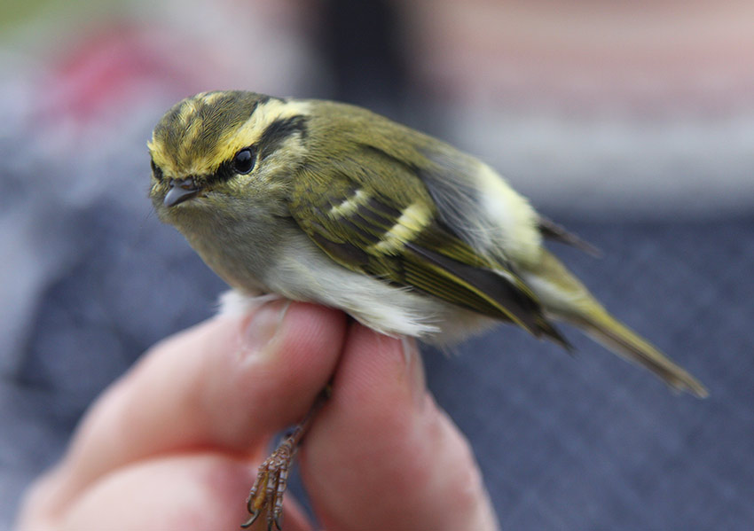 Pallass Leaf-Warbler (Phylloscopus proregulus)