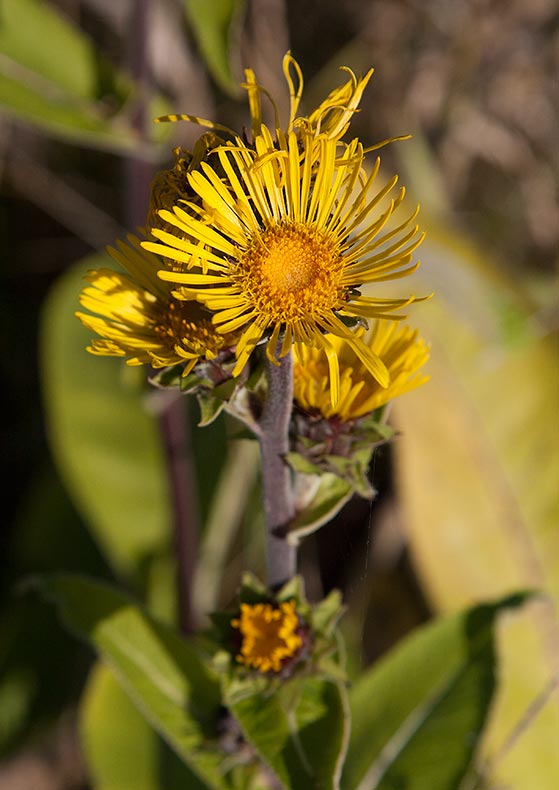 Fackelkrissla (Inula racemosa)