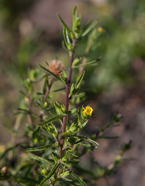 Kamferkrissla (Dittrichia graveolens)