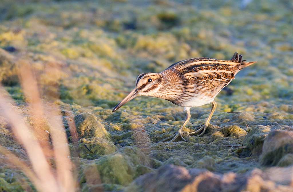 Jack Snipe (Lymnocryptes minimus)	