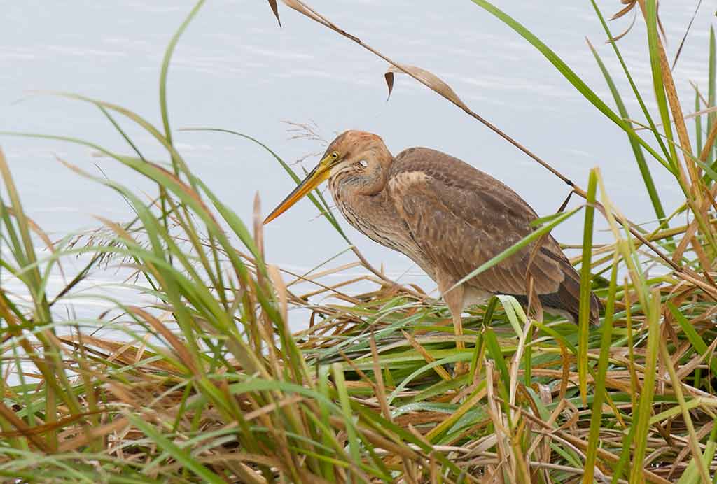 Purple Heron (Ardea purpurea)