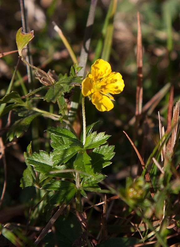 Revig blodrot (Potentilla anglica)