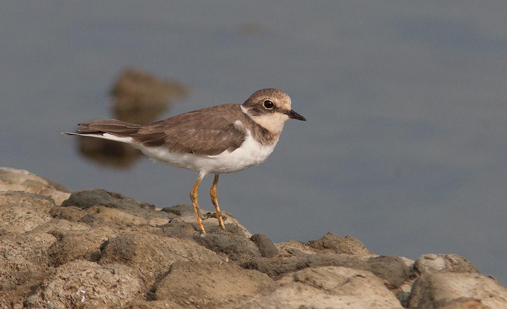 Little Ringed Plover (Charadrius dubius)