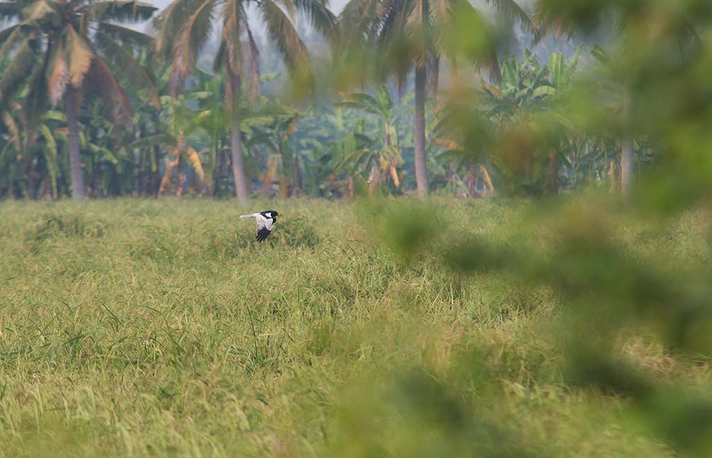 Pied Harrier (Circus melanoleucos)