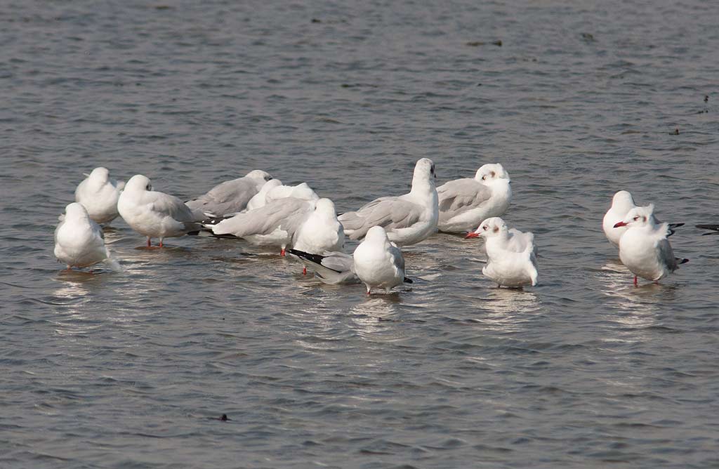 Brown-headed Gull (Chroicocephalus brunnicephalus)