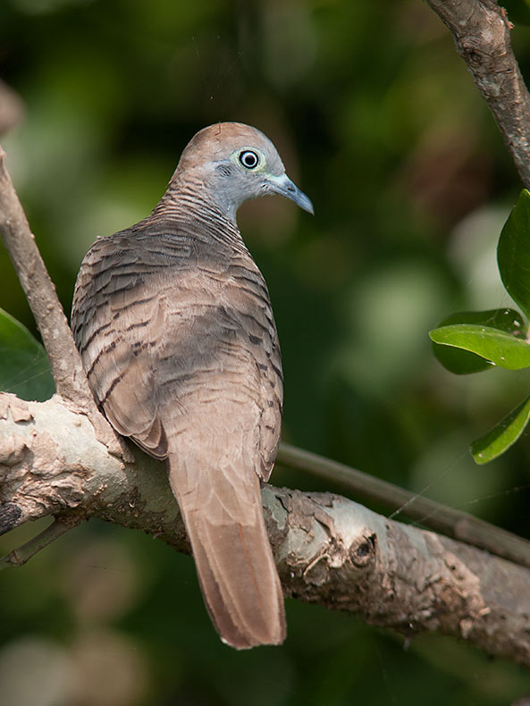 Zebra Dove (Geopelia striata)