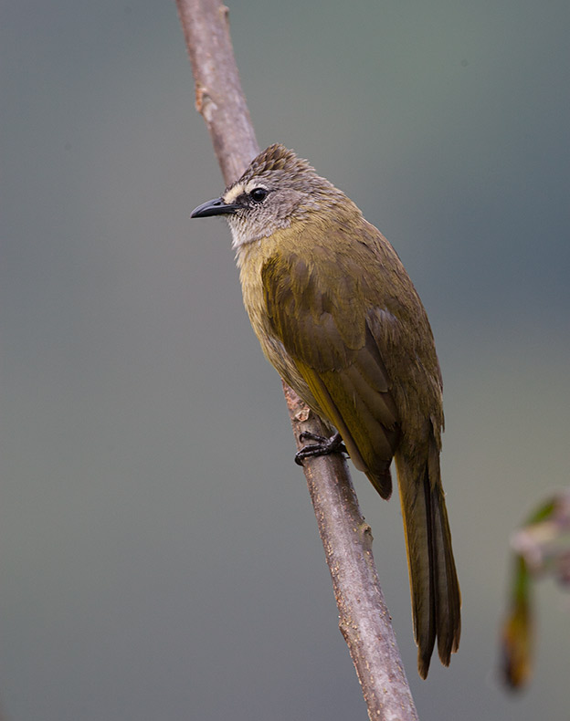 Flavescent Bulbul (Pycnonotus flavescens)