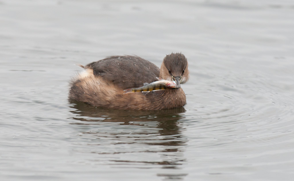 Little Grebe (Tachybaptus ruficollis)