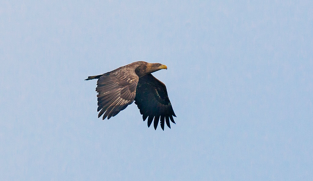 White-tailed Eagle (Haliaeetus albicilla)