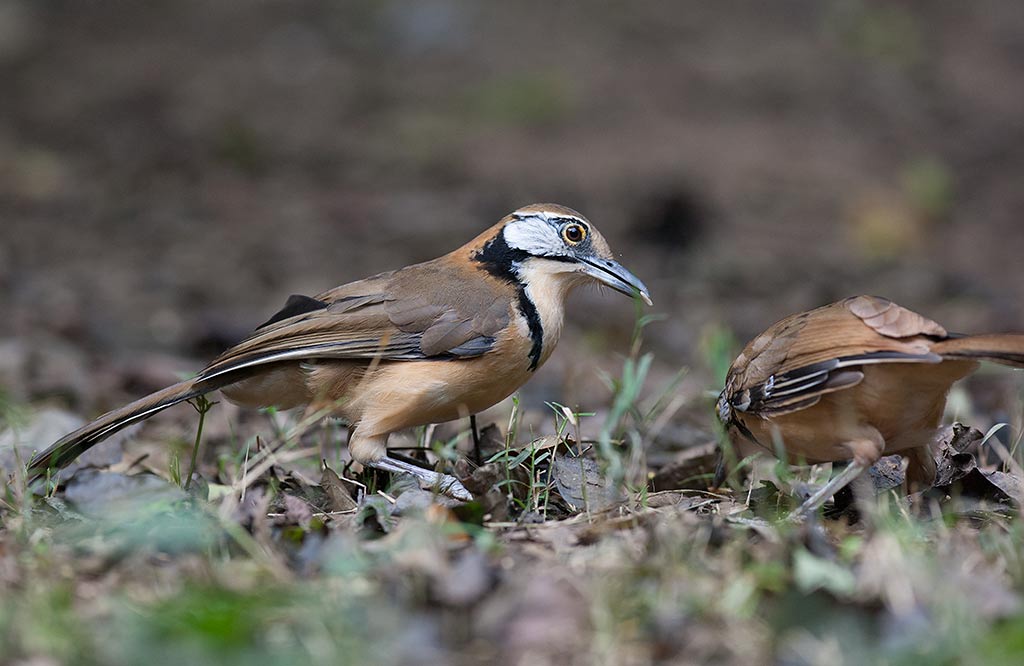 Greater Necklaced Laughingthrush (Ianthocincla pectoralis subfusa)