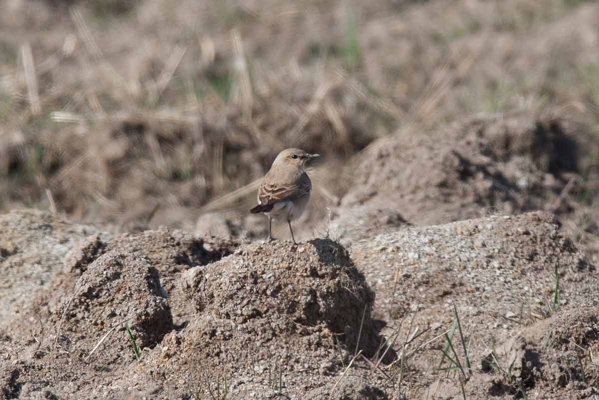 Isabelline Wheatear (Oenanthe isabellina)