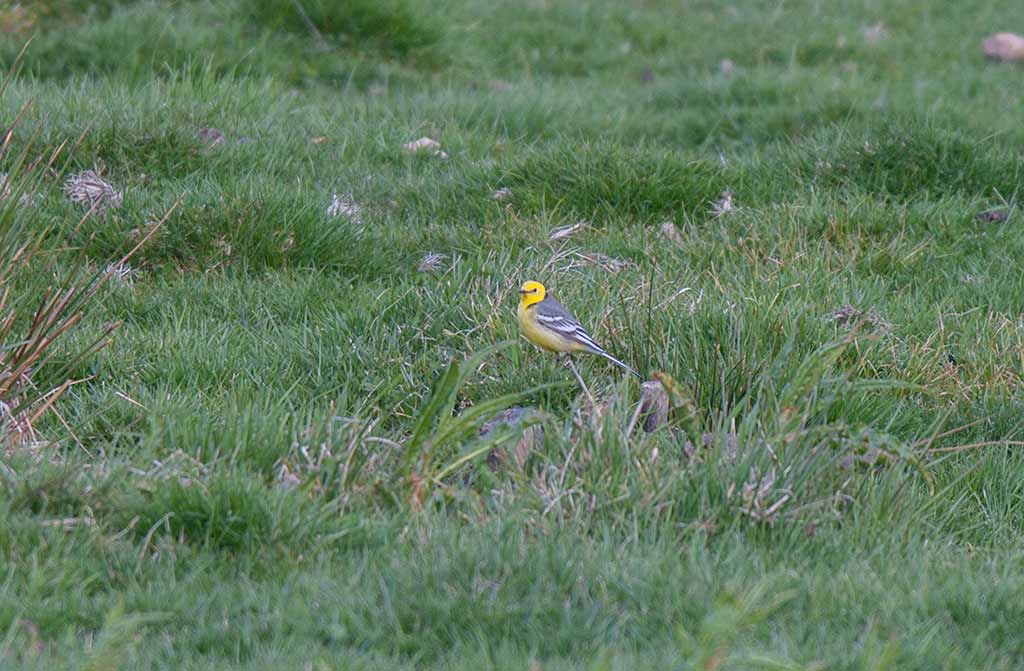 Citrine Wagtail (Motacilla citreola)