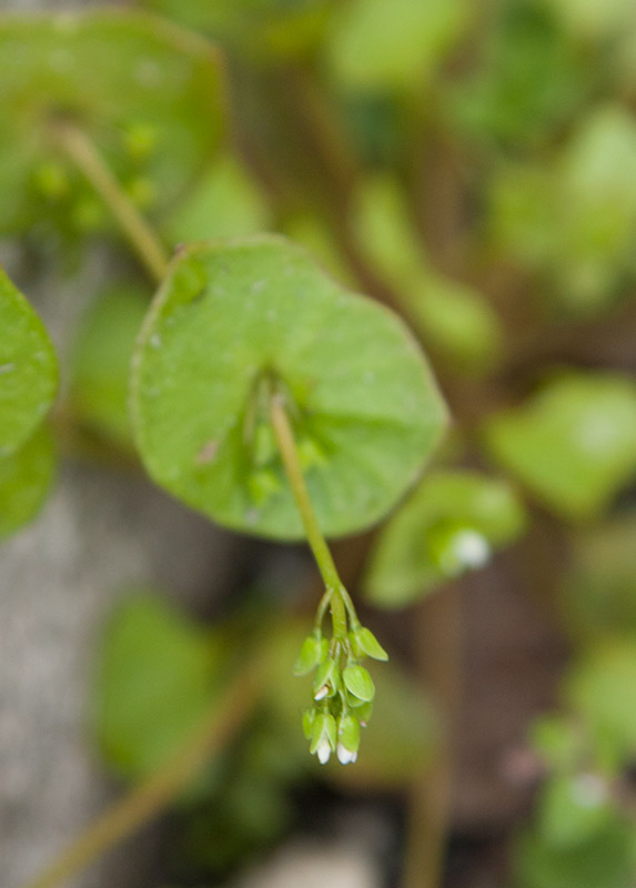 Vinterportlak (Claytonia perfoliata)