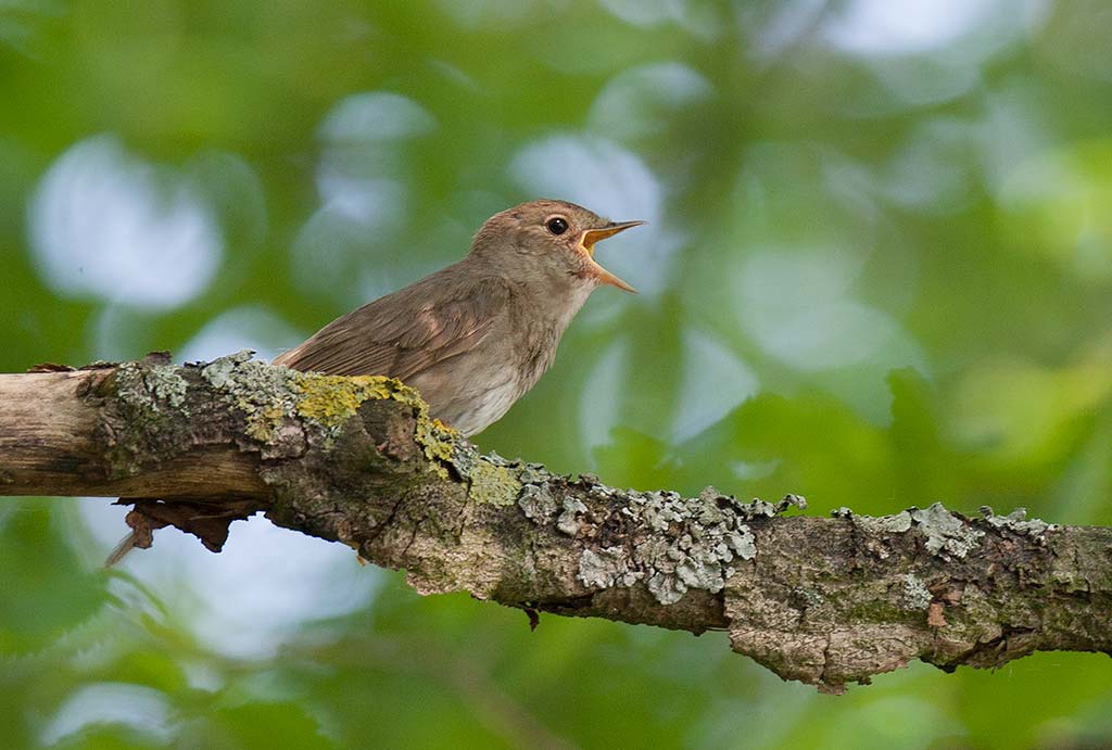 Thrush Nightingale (Luscinia luscinia)