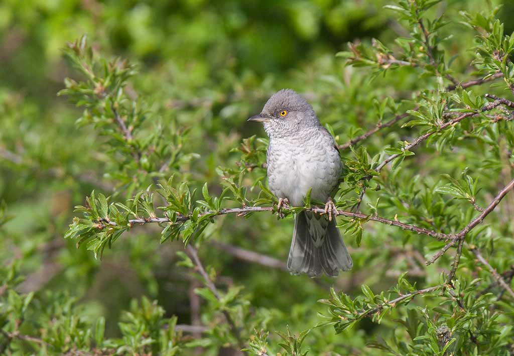 Barred Warbler (Sylvia nisoria)