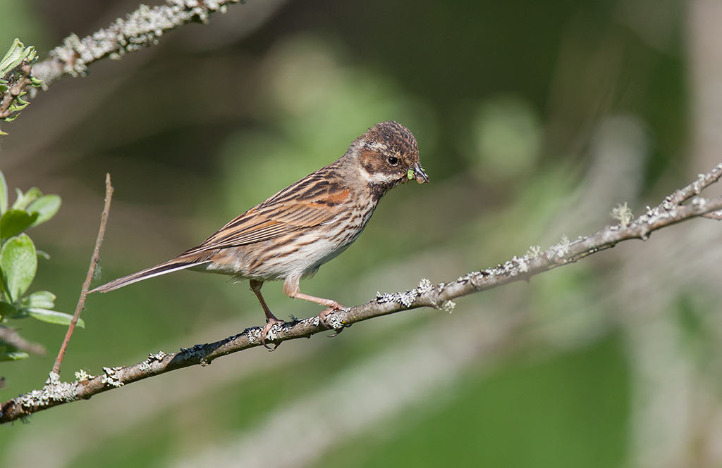 Reed Bunting (Emberiza schoeniclus)