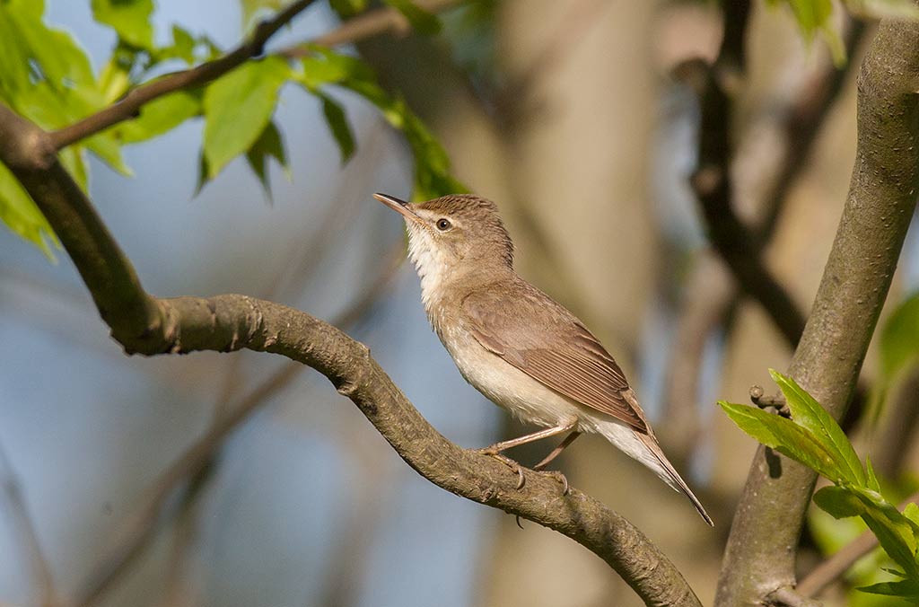 Blyths Reed-Warbler (Acrocephalus dumetorum)