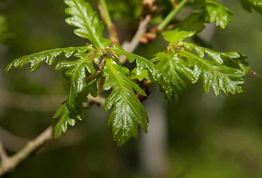 Ek (Quercus robur)