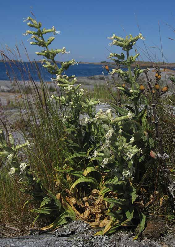 Klibbglim (Silene viscosa)