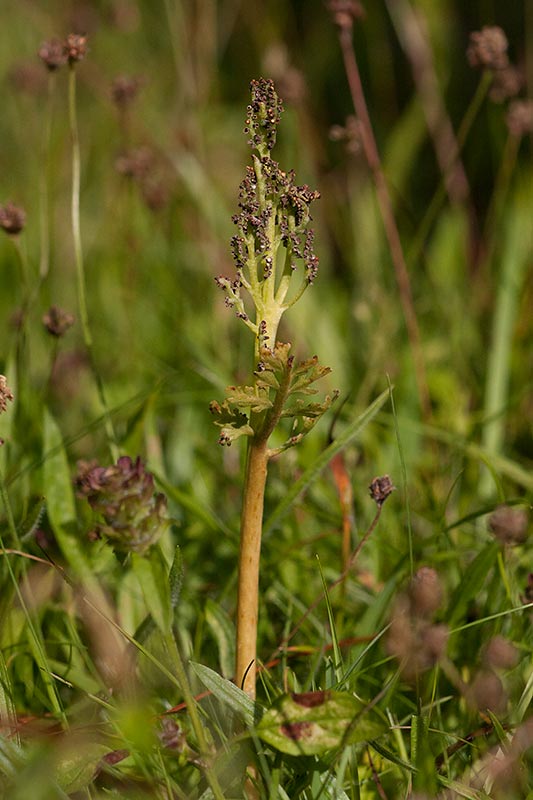 Rutlsbrken (Botrychium matricariifolium)	