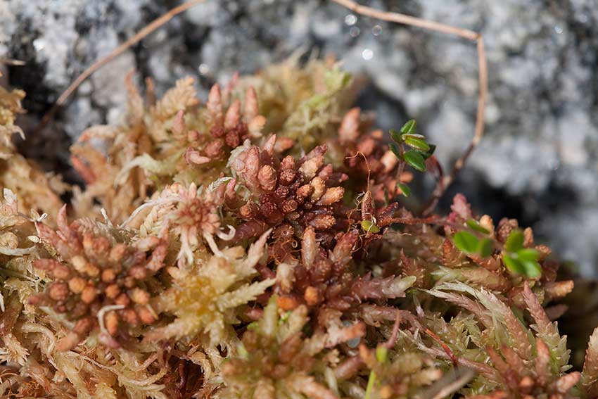 Praktvitmossa (Sphagnum magellanicum)